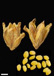 Veronica epacridea. Capsule and seeds. Scale = 1 mm.
 Image: P.J. Garnock-Jones © P.J. Garnock-Jones CC-BY-NC 3.0 NZ